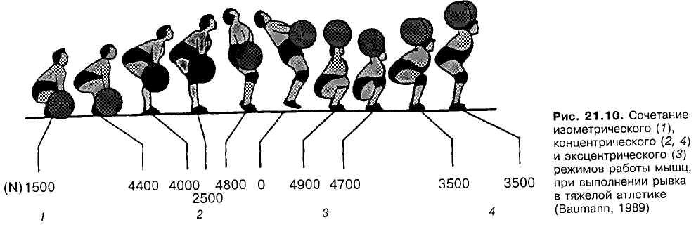 Режимы работы мышц. Эксцентрическая и концентрическая фаза движения. Эксцентрический режим силовой тренировки. Эксцентрическая работа мышцы это. Концентрические и эксцентрические упражнения.