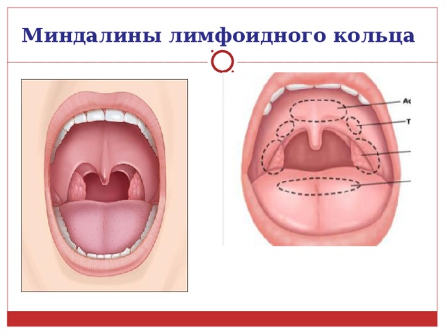 Миндальное кольцо анатомия