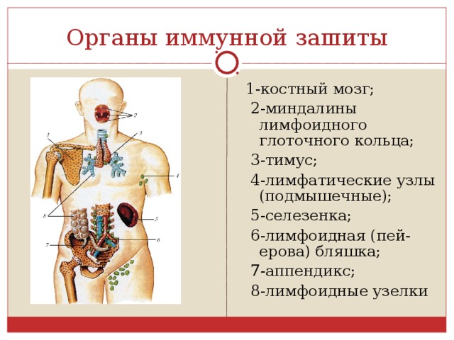 Иммунная система тимус. Костный мозг орган иммунной системы. Тимус орган иммунной системы. Лимфоидные органы иммунной системы. Костный мозг лимфоидные органы.