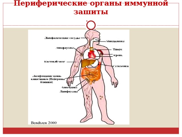 К органам иммунной системы относятся. Периферические иммунные органы. Периферийные органы это. Особенности периферических органов иммунной системы. 6. Периферические органы иммунной системы.