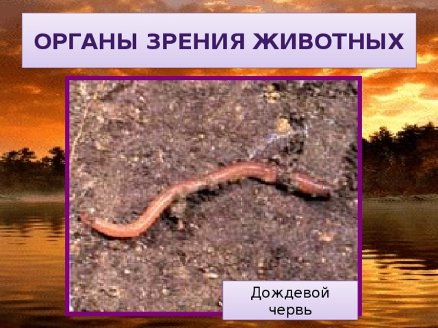 Органы зрения животных Дождевой червь 