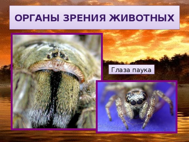 Органы зрения животных Глаза паука 