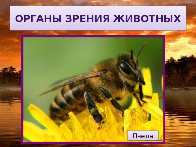 Органы зрения животных Пчела 