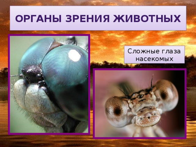 Органы зрения животных Сложные глаза насекомых 