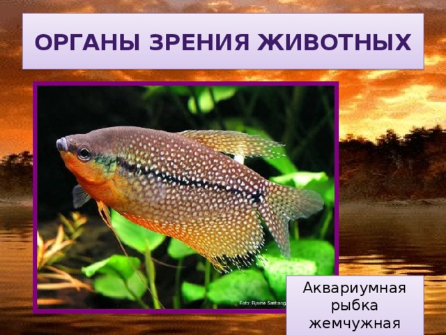 Органы зрения животных Аквариумная рыбка жемчужная гурами 