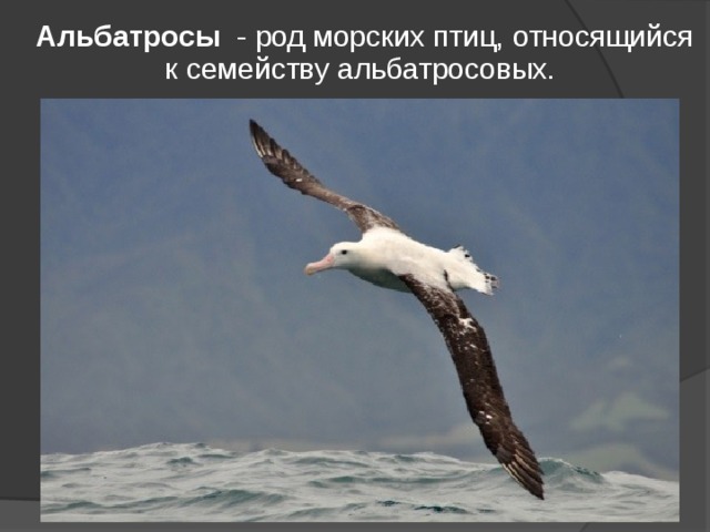 Альбатросы   - род морских птиц, относящийся к семейству альбатросовых.  