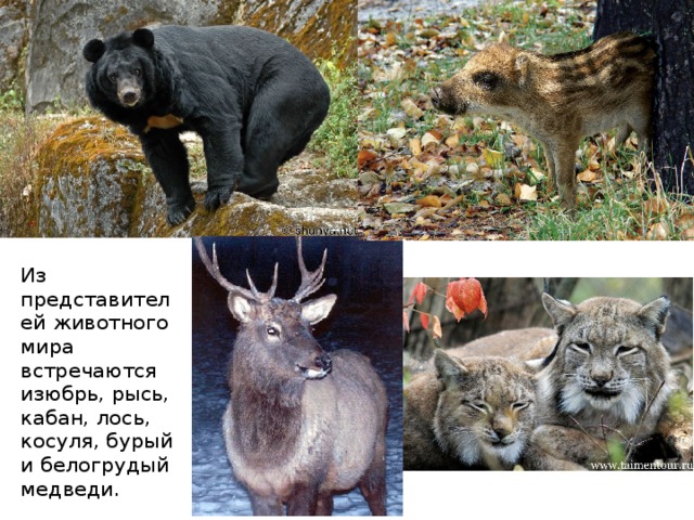 Из представителей животного мира встречаются изюбрь, рысь, кабан, лось, косуля, бурый и белогрудый медведи. 