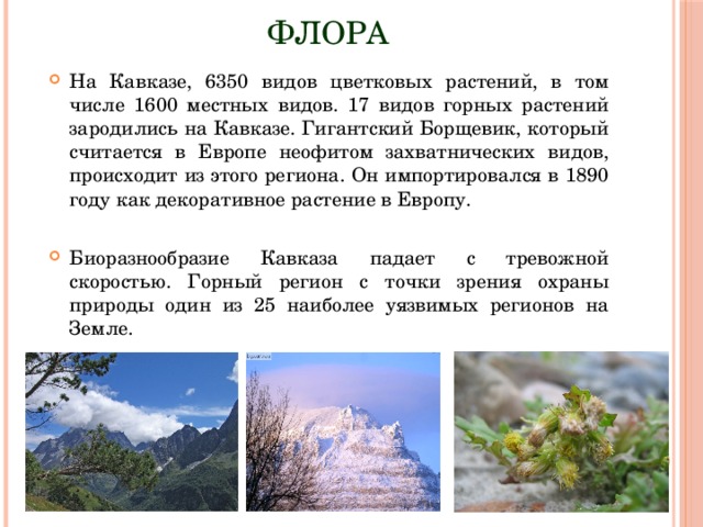Флора На Кавказе, 6350 видов цветковых растений, в том числе 1600 местных видов. 17 видов горных растений зародились на Кавказе. Гигантский Борщевик, который считается в Европе неофитом захватнических видов, происходит из этого региона. Он импортировался в 1890 году как декоративное растение в Европу. Биоразнообразие Кавказа падает с тревожной скоростью. Горный регион с точки зрения охраны природы один из 25 наиболее уязвимых регионов на Земле. 