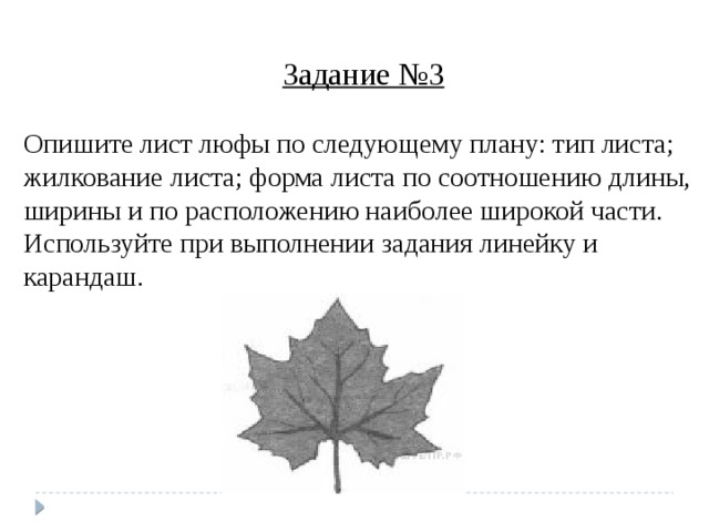 Задание №3 Опишите лист люфы по следующему плану: тип листа; жилкование листа; форма листа по соотношению длины, ширины и по расположению наиболее широкой части. Используйте при выполнении задания линейку и карандаш. 