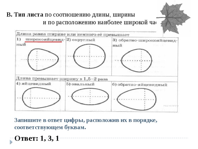 В. Тип листа  по соотношению длины, ширины и по расположению наиболее широкой части. Запишите в ответ цифры, расположив их в порядке, соответствующем буквам. Ответ: 1, 3, 1 