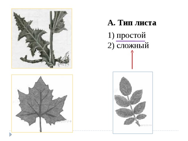 А. Тип листа 1) простой 2) сложный 