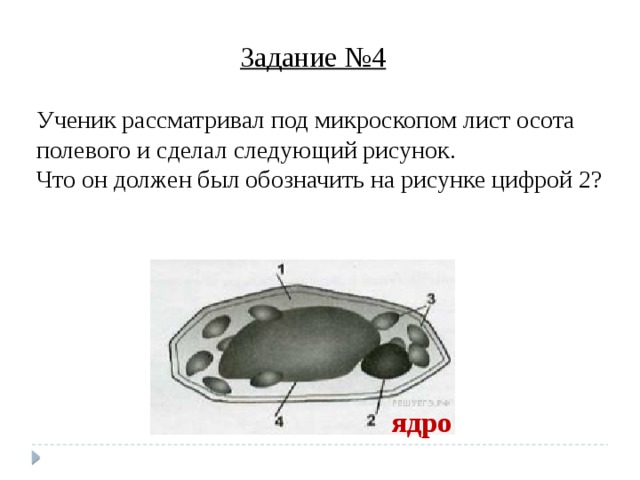 Задание №4 Ученик рассматривал под микроскопом лист осота полевого и сделал следующий рисунок. Что он должен был обозначить на рисунке цифрой 2? ядро 