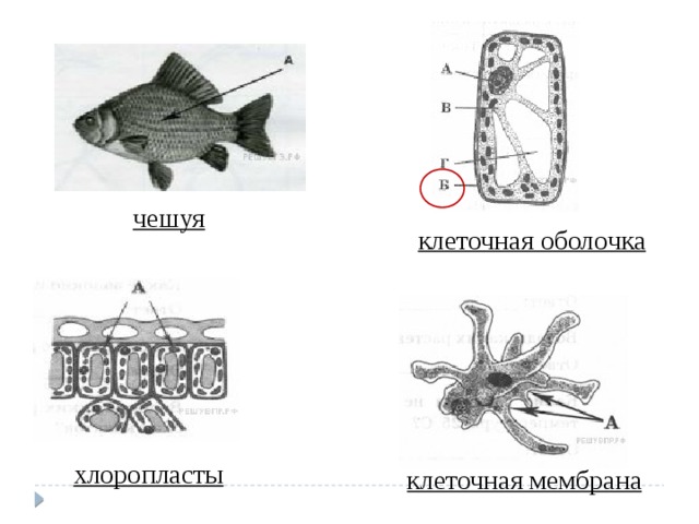 чешуя клеточная оболочка хлоропласты клеточная мембрана 