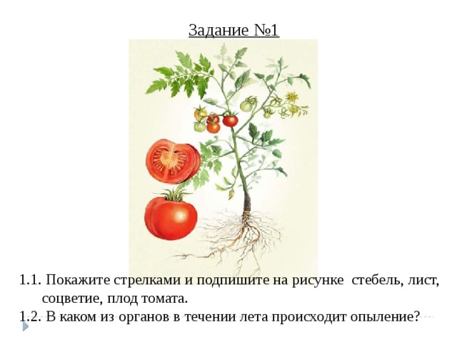 Задание №1 1.1. Покажите стрелками и подпишите на рисунке стебель, лист, соцветие, плод томата. 1.2. В каком из органов в течении лета происходит опыление? 