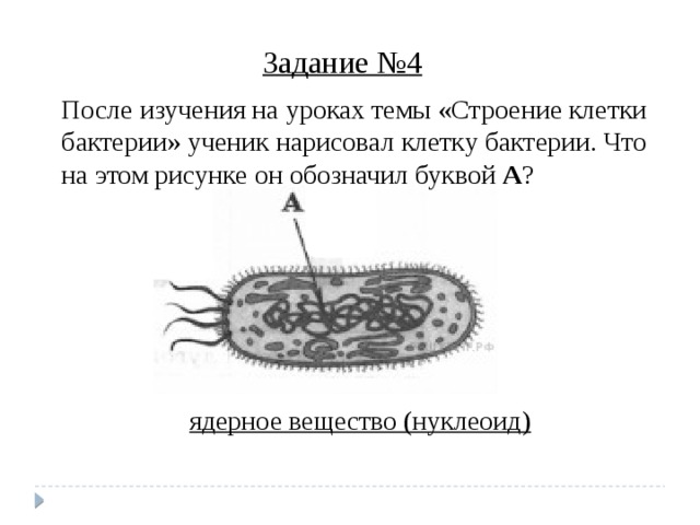 Задание №4 После изучения на уроках темы «Строение клетки бактерии» ученик нарисовал клетку бактерии. Что на этом рисунке он обозначил буквой А ? ядерное вещество (нуклеоид) 