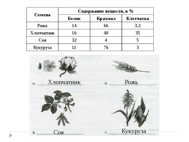 Семена Содержание веществ, в % Белок Рожь 14 Хлопчатник Крахмал 16 Соя 66 Клетчатка 3,2 32 Кукуруза 40 11 35 4 5 76 3 Хлопчатник Рожь Кукуруза Соя 