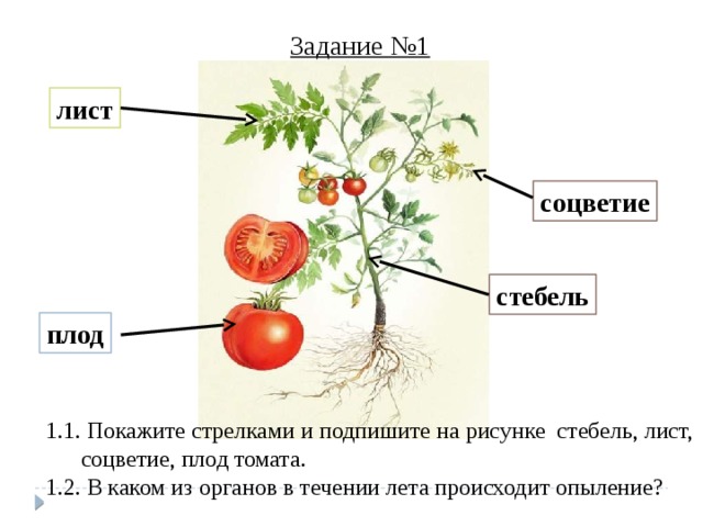 Задание №1 лист соцветие стебель плод 1.1. Покажите стрелками и подпишите на рисунке стебель, лист, соцветие, плод томата. 1.2. В каком из органов в течении лета происходит опыление? 