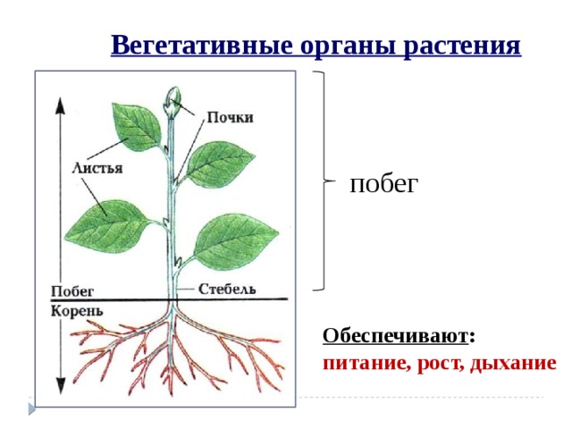 Вегетативные органы растения побег Обеспечивают : питание, рост, дыхание 