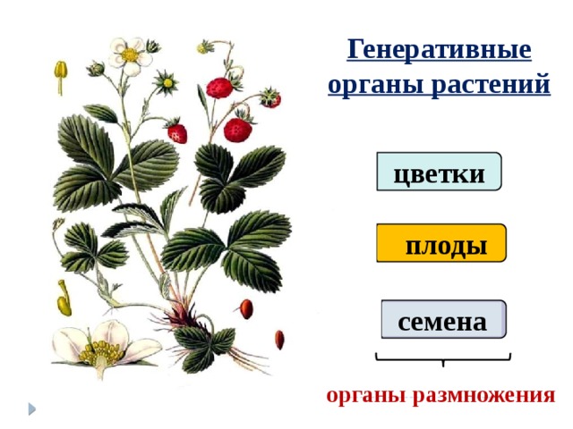 Генеративные органы растений         цветки плоды семена  органы размножения 