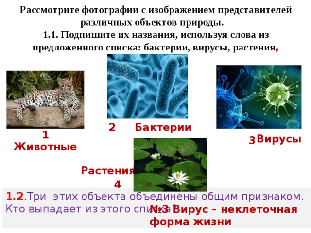 Рассмотрите фотографии с изображением представителей различных объектов природы подпишите их