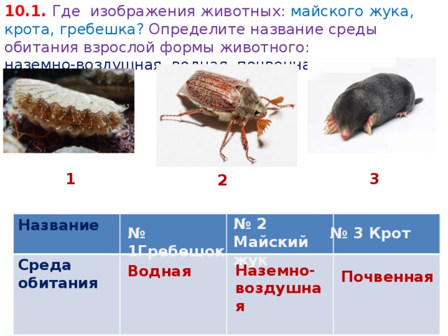 10.1. Где изображения животных: майского жука, крота, гребешка? Определите название среды обитания взрослой формы животного: наземно-воздушная, водная, почвенная. 3 1 2 № 2 Майский жук Название  Среда обитания    № 1Гребешок № 3 Крот Наземно-воздушная Водная Почвенная 