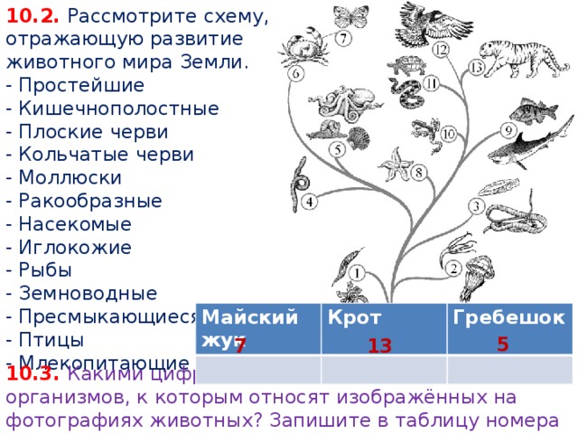 Рассмотрите схему отражающую развитие растительного мира земли впр ответ