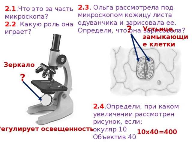 Какая деталь микроскопа обозначена буквой а впр