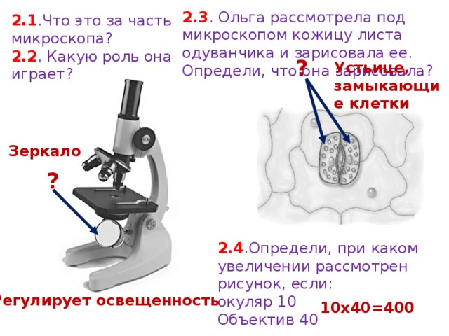 2.3 . Ольга рассмотрела под микроскопом кожицу листа одуванчика и зарисовала ее. Определи, что она зарисовала? 2.1 .Что это за часть микроскопа? 2.2 . Какую роль она играет? ? Устьице, замыкающие клетки Зеркало ? 2.4 .Определи, при каком увеличении рассмотрен рисунок, если: окуляр 10 Объектив 40 Регулирует освещенность 10х40=400 