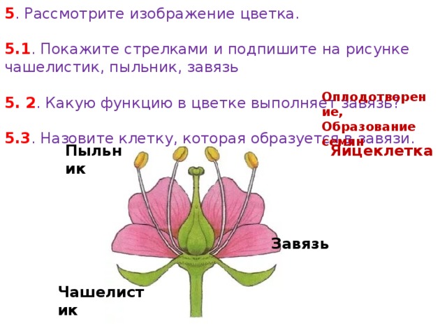 Найди какие обозначения на рисунке соответствует органам цветка в котором происходит оплодотворение