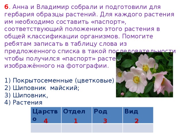 Вероника и кирилл собрали и подготовили для гербария образцы растений для каждого растения