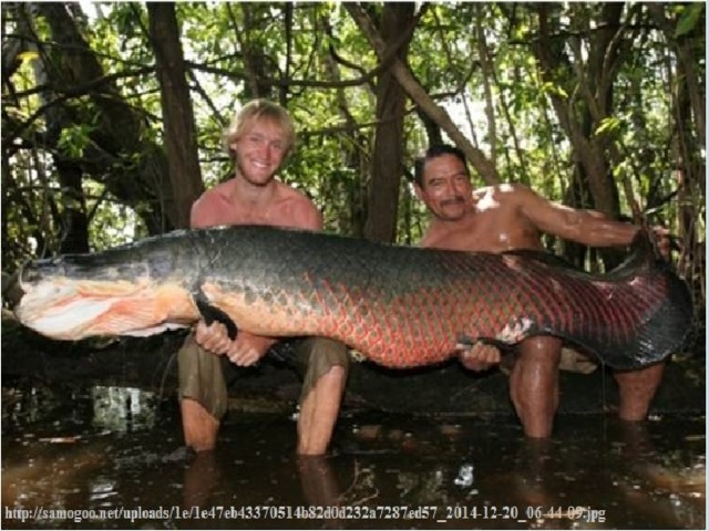 В Амазонке водится самая крупная пресноводная рыба в мире - Арапайма. У этой гигантской рыбы есть подобие легкого, и время от времени она всплывает, чтоб подышать свежим воздухом. Вес Арапайма может достигать 200 кг. 