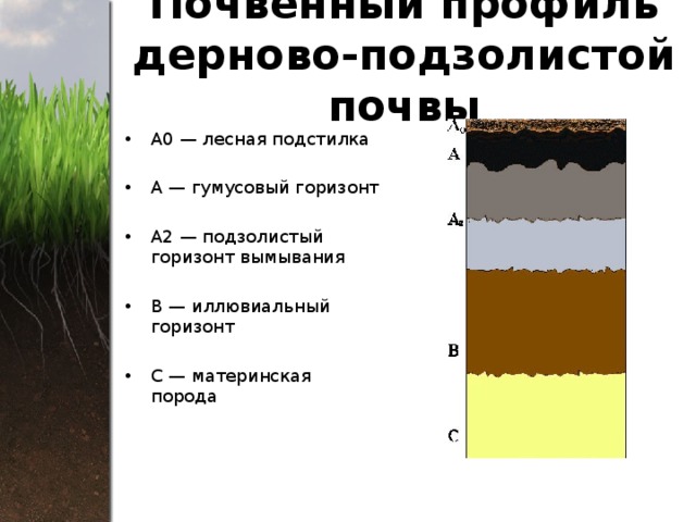 Почвенный профиль дерново-подзолистой почвы А0 — лесная подстилка А — гумусовый горизонт А2 — подзолистый горизонт вымывания В — иллювиальный горизонт С — материнская порода 