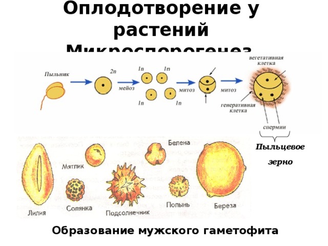 Оплодотворение у растений Микроспорогенез  Пыльцевое зерно Образование  мужского гаметофита 