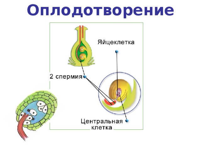 Схема оплодотворения человека. Оплодотворение это в биологии 6 класс. Что оплодотворяется в центральной клетки. При двойном оплодотворении из центральной клетки.