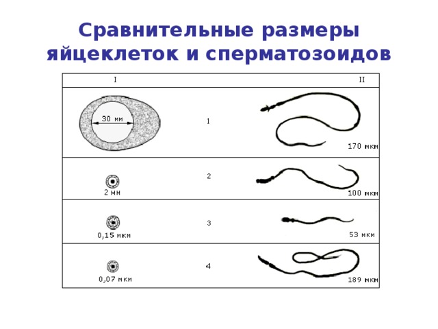 Сравнительные размеры яйцеклеток и сперматозоидов 