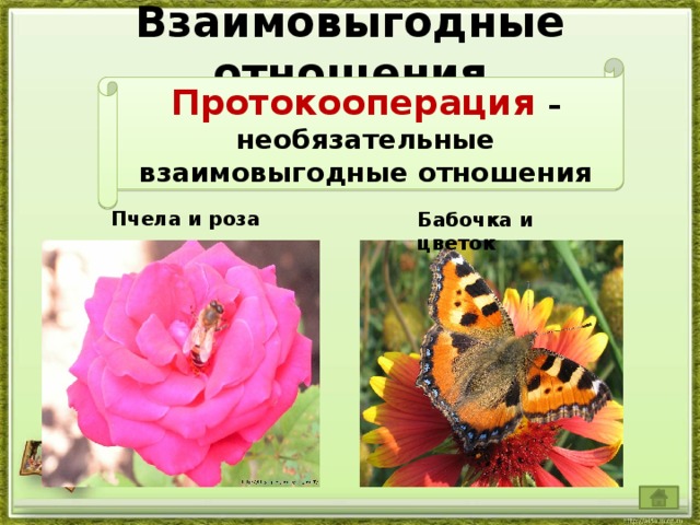Взаимовыгодные отношения Протокооперация – необязательные взаимовыгодные отношения Пчела и роза Бабочка и цветок 