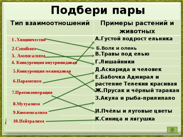 Какой тип питания характерен для лисичек изображенных на рисунке обоснуйте свой ответ