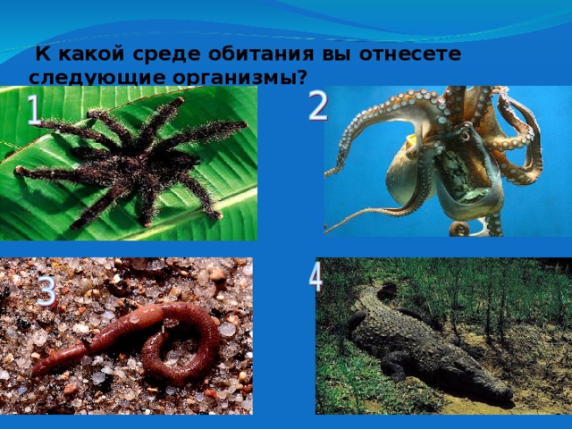   К какой среде обитания вы отнесете следующие организмы? 