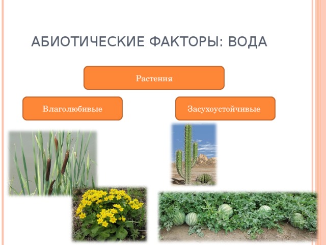 АБИОТИЧЕСКИЕ ФАКТОРЫ: ВОДА Растения Влаголюбивые Засухоустойчивые 