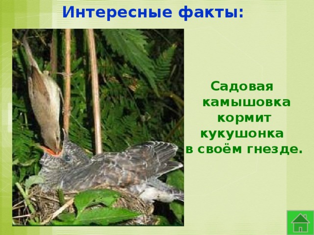 Интересные факты: Садовая  камышовка  кормит кукушонка в своём гнезде. 