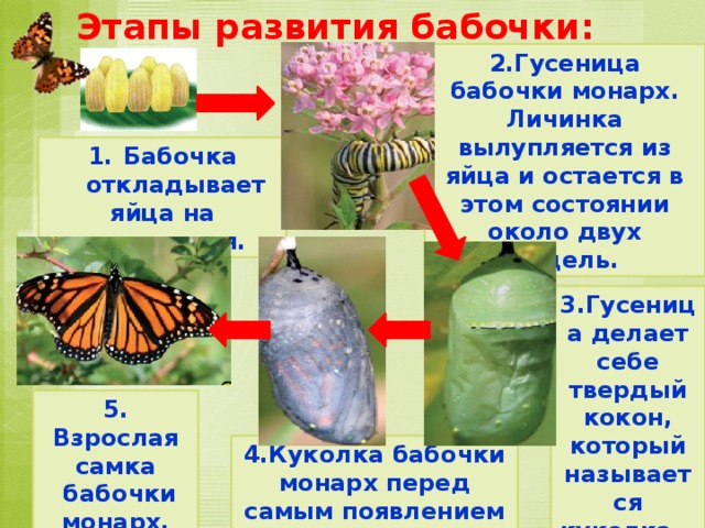 Этапы развития бабочки: 2.Гусеница бабочки монарх. Личинка вылупляется из яйца и остается в этом состоянии около двух недель. Бабочка откладывает яйца на растения. 3.Гусеница делает себе твердый кокон, который называется куколка.  5. Взрослая самка  бабочки монарх. 4.Куколка бабочки монарх перед самым появлением бабочки. 