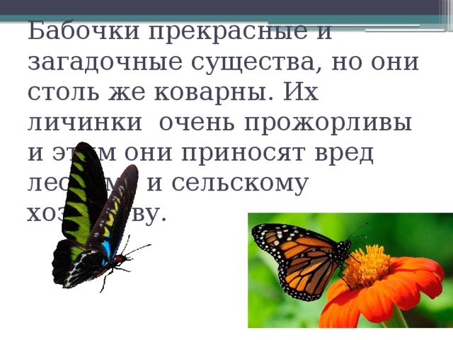 Бабочки почему они такие разные проект 2 класс