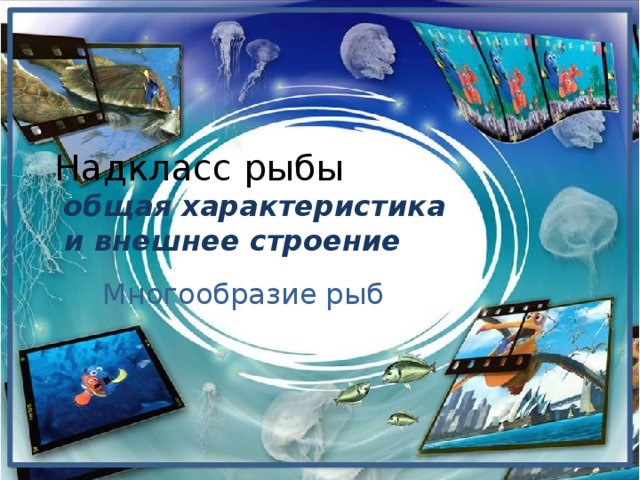 Надкласс рыбы   общая характеристика  и внешнее строение Многообразие рыб 