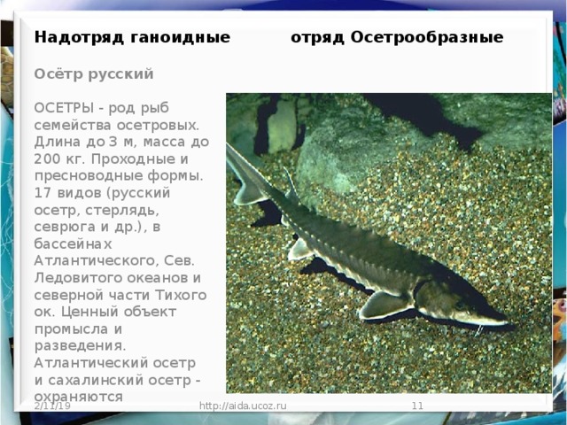 Надотряд ганоидные отряд Осетрообразные Осётр русский   ОСЕТРЫ - род рыб семейства осетровых. Длина до 3 м, масса до 200 кг. Проходные и пресноводные формы. 17 видов (русский осетр, стерлядь, севрюга и др.), в бассейнах Атлантического, Сев. Ледовитого океанов и северной части Тихого ок. Ценный объект промысла и разведения. Атлантический осетр и сахалинский осетр - охраняются 2/11/19 http://aida.ucoz.ru  