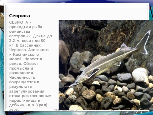 Севрюга     СЕВРЮГА - проходная рыба семейства осетровых. Длина до 2,2 м, весит до 80 кг. В бассейнах Черного, Азовского и Каспийского морей. Нерест в реках. Объект промысла и разведения. Численность сокращается в результате зарегулирования стока рек (основные нерестилища и добыча - в р. Урал). 2/11/19 http://aida.ucoz.ru  