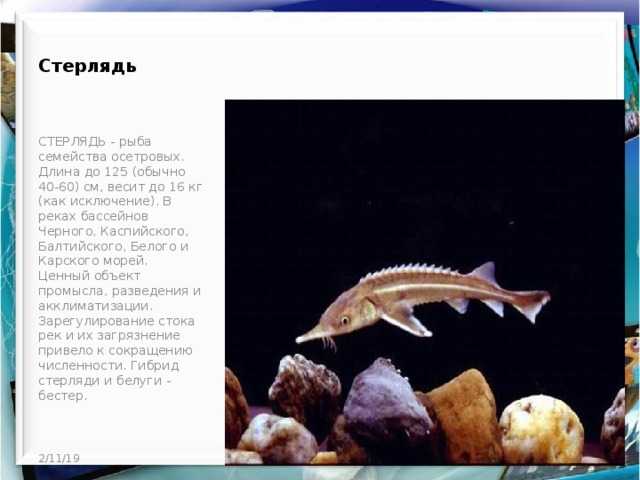 Стерлядь     СТЕРЛЯДЬ - рыба семейства осетровых. Длина до 125 (обычно 40-60) см, весит до 16 кг (как исключение). В реках бассейнов Черного, Каспийского, Балтийского, Белого и Карского морей. Ценный объект промысла, разведения и акклиматизации. Зарегулирование стока рек и их загрязнение привело к сокращению численности. Гибрид стерляди и белуги - бестер.   2/11/19 http://aida.ucoz.ru  