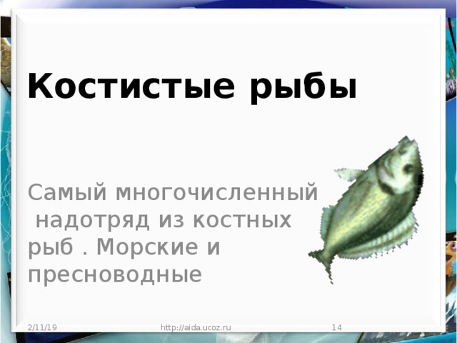 Костистые рыбы Самый многочисленный надотряд из костных рыб . Морские и пресноводные 2/11/19 http://aida.ucoz.ru  
