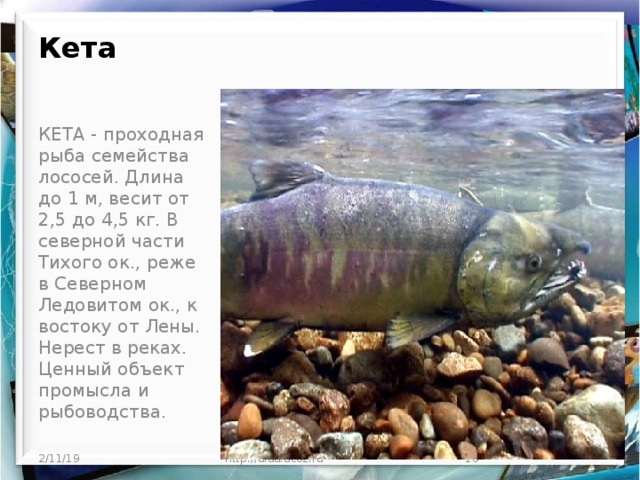 Кета     КЕТА - проходная рыба семейства лососей. Длина до 1 м, весит от 2,5 до 4,5 кг. В северной части Тихого ок., реже в Северном Ледовитом ок., к востоку от Лены. Нерест в реках. Ценный объект промысла и рыбоводства. 2/11/19 http://aida.ucoz.ru  