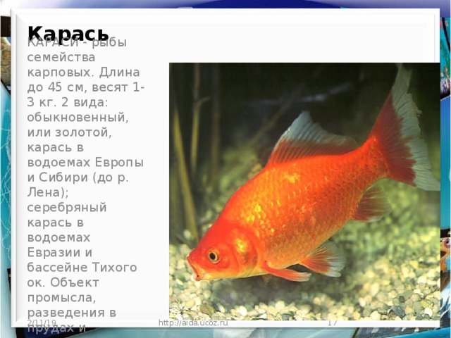 Карась     КАРАСИ - рыбы семейства карповых. Длина до 45 см, весят 1-3 кг. 2 вида: обыкновенный, или золотой, карась в водоемах Европы и Сибири (до р. Лена); серебряный карась в водоемах Евразии и бассейне Тихого ок. Объект промысла, разведения в прудах и аквариумах.   2/11/19 http://aida.ucoz.ru  