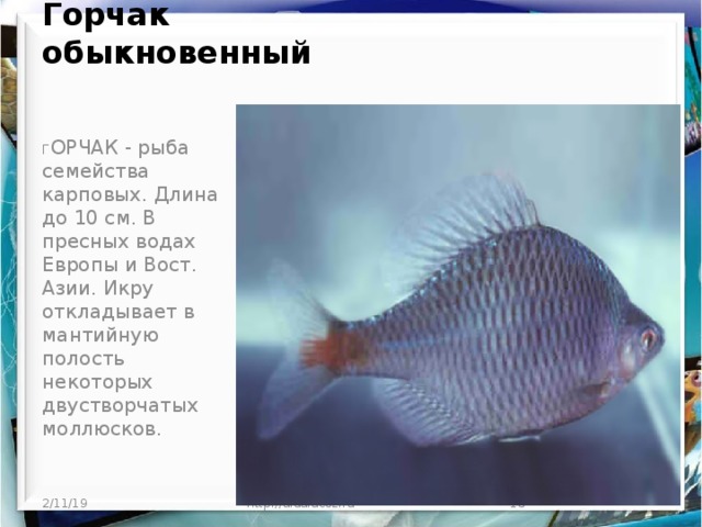 Горчак обыкновенный     Г ОРЧАК - рыба семейства карповых. Длина до 10 см. В пресных водах Европы и Вост. Азии. Икру откладывает в мантийную полость некоторых двустворчатых моллюсков. 2/11/19 http://aida.ucoz.ru  